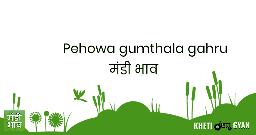 Pehowa(Gumthala Gahru) मंडी भाव की ताज़ा तस्वीर